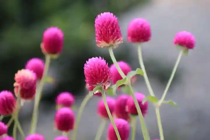 熊野福藏神社の手水舎