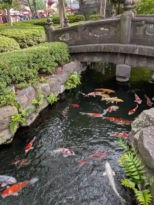浅草寺の動物