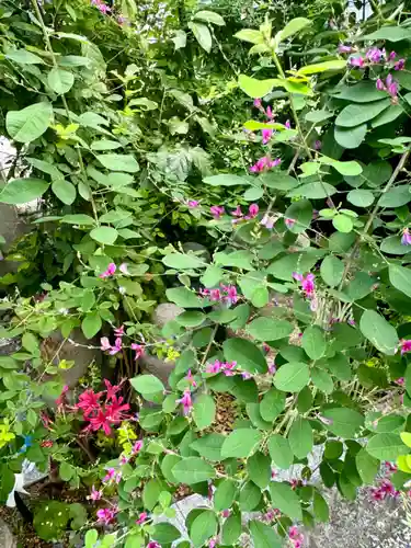 勝念寺（かましきさん）の自然