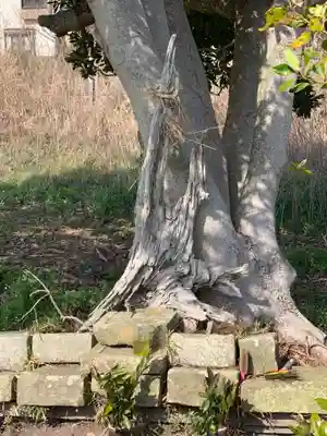ふしぎ松稲荷大明神(千葉県)