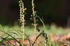 愛宕神社の自然