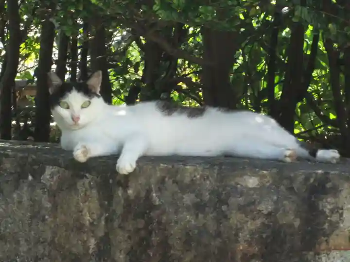 屋久島大社の動物