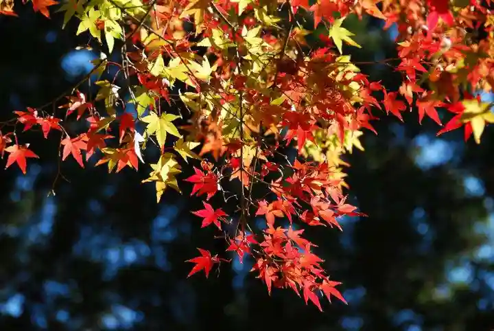 長門湯本豊川稲荷(山口県)