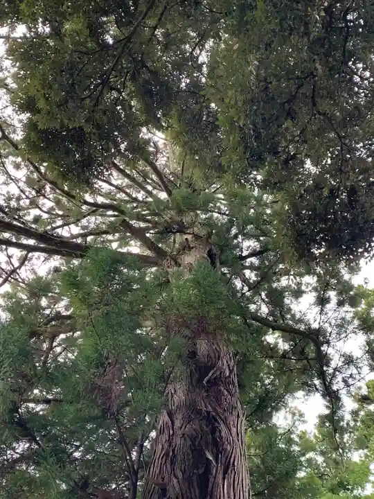 小川諏訪神社の自然