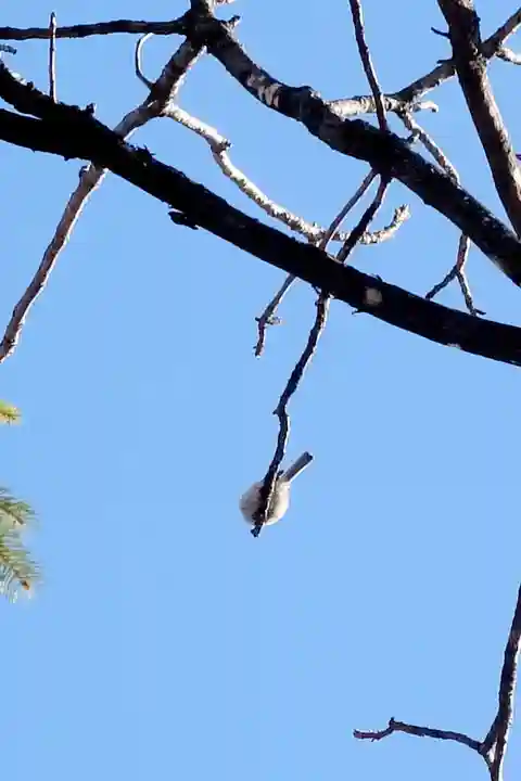 帯廣神社の動物