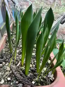 大宮温泉神社(栃木県)(2024年03月10日(日) 16時54分21秒投稿)