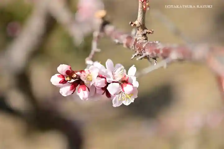 筑波山神社の自然