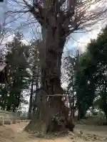 津島神社の{uncategorized: "未分類", other: "その他", undefined: "問題あり", building: "その他建物", grave: "お墓", sacred_gate: "鳥居", guardian: "狛犬", statue: "像", buddha: "仏像", history: "歴史", nature: "自然", garden: "庭園", animal: "動物", pagoda: "塔", temizu: "手水舎", mountain_gate: "山門・神門", sanctuary: "本殿・本堂", subordinate: "末社・摂社", art: "芸術", scenery: "景色", jizo: "地蔵", ema: "絵馬", goshuin: "御朱印", omikuji: "おみくじ", items: "授与品その他", amulet: "お守り", goshuincho: "御朱印帳", eats: "食事", festival: "お祭り", votive_dance: "神楽", shichigosan: "七五三参", wedding: "結婚式", experience: "体験その他", initially: "初詣", around: "周辺", anti_infection: "感染症対策"}
