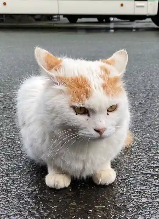 御誕生寺(猫寺)(福井県)