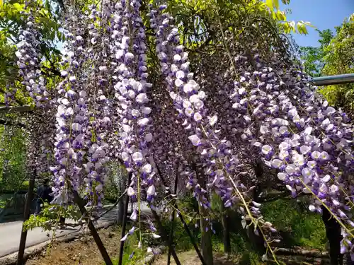 天台宗 五大山 白毫寺の自然