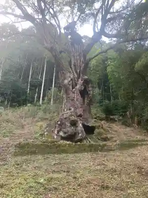 武雄神社の{uncategorized: "未分類", other: "その他", undefined: "問題あり", building: "その他建物", grave: "お墓", sacred_gate: "鳥居", guardian: "狛犬", statue: "像", buddha: "仏像", history: "歴史", nature: "自然", garden: "庭園", animal: "動物", pagoda: "塔", temizu: "手水舎", mountain_gate: "山門・神門", sanctuary: "本殿・本堂", subordinate: "末社・摂社", art: "芸術", scenery: "景色", jizo: "地蔵", ema: "絵馬", goshuin: "御朱印", omikuji: "おみくじ", items: "授与品その他", amulet: "お守り", goshuincho: "御朱印帳", eats: "食事", festival: "お祭り", votive_dance: "神楽", shichigosan: "七五三参", wedding: "結婚式", experience: "体験その他", initially: "初詣", around: "周辺", anti_infection: "感染症対策"}