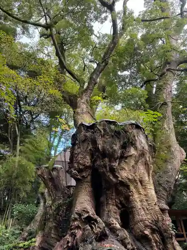 來宮神社(静岡県)