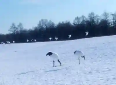 鶴居神社の動物