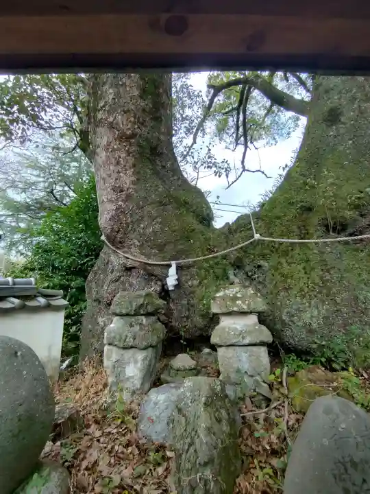 藤白神社の{uncategorized: "未分類", other: "その他", undefined: "問題あり", building: "その他建物", grave: "お墓", sacred_gate: "鳥居", guardian: "狛犬", statue: "像", buddha: "仏像", history: "歴史", nature: "自然", garden: "庭園", animal: "動物", pagoda: "塔", temizu: "手水舎", mountain_gate: "山門・神門", sanctuary: "本殿・本堂", subordinate: "末社・摂社", art: "芸術", scenery: "景色", jizo: "地蔵", ema: "絵馬", goshuin: "御朱印", omikuji: "おみくじ", items: "授与品その他", amulet: "お守り", goshuincho: "御朱印帳", eats: "食事", festival: "お祭り", votive_dance: "神楽", shichigosan: "七五三参", wedding: "結婚式", experience: "体験その他", initially: "初詣", around: "周辺", anti_infection: "感染症対策"}