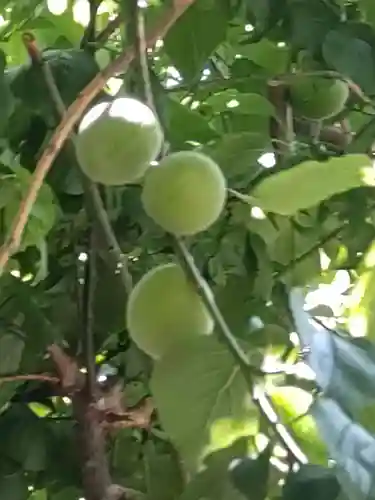 町田天満宮の自然