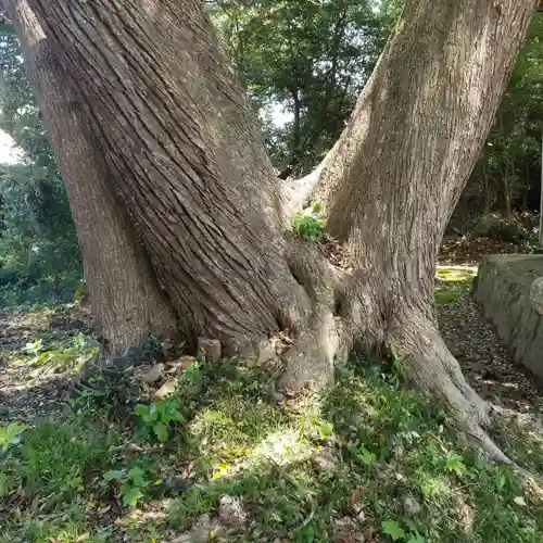 水神社の自然