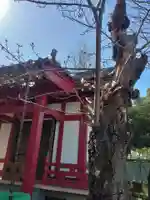 美原観世音菩薩(魚藍観世音菩薩)(東京都)