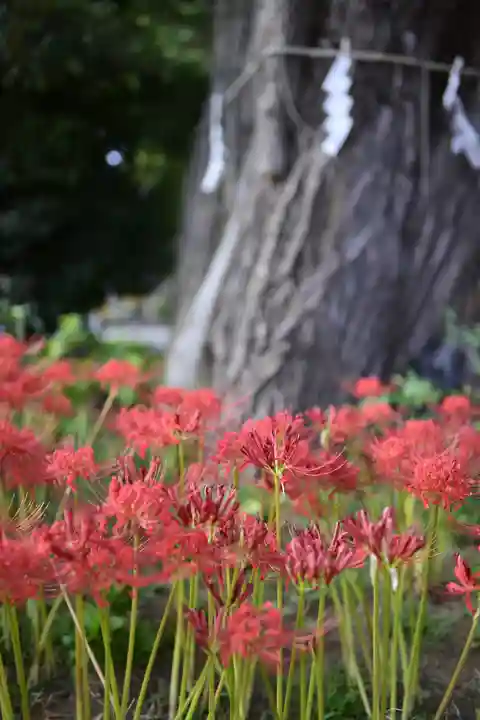 磐井神社の自然