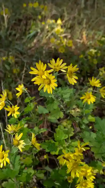 十輪寺(京都府)