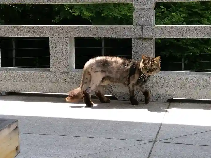 御誕生寺(猫寺)(福井県)