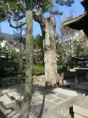 大将軍八神社の自然