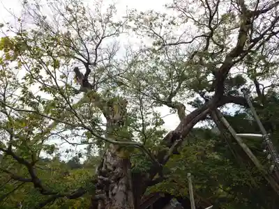 神魂伊能知奴志神社(島根県)