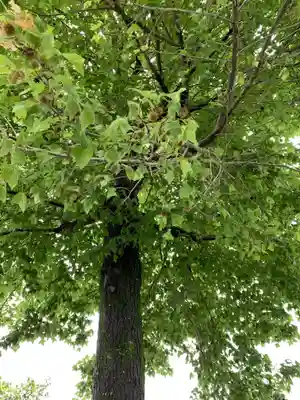 近津神社の自然