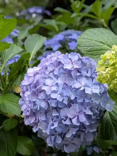 桜神宮(東京都)