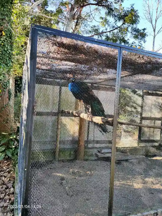 安房神社の動物