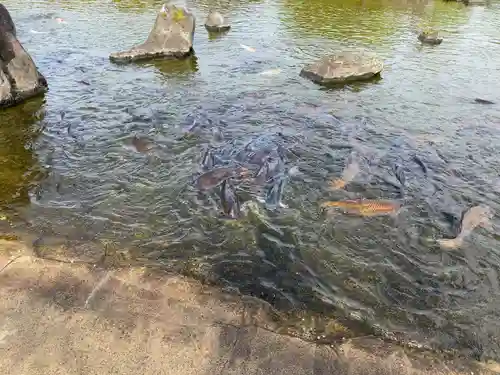 東本願寺本廟 牛久浄苑（牛久大仏）の動物