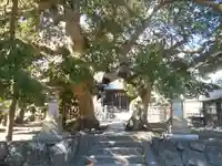 八坂大神の自然