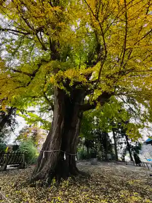 新宮熊野神社(福島県)