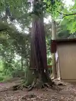 熊野神社の自然