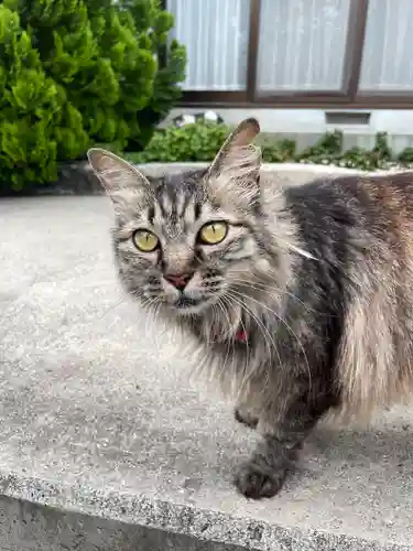 山梨縣護國神社(山梨県)