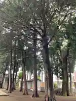 中村八幡神社の自然