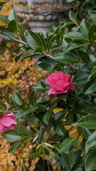 浄安寺(京都府)