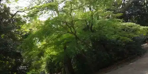 賀茂御祖神社（下鴨神社）の自然