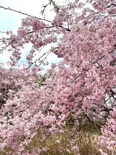 諏訪神社の自然