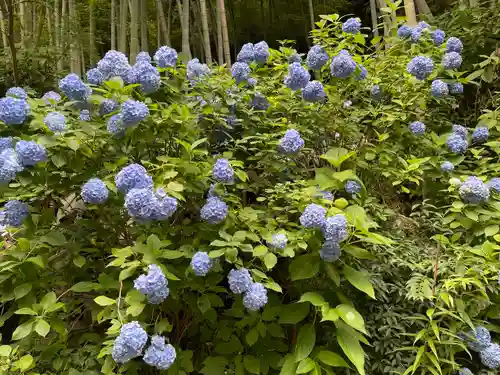明月院(神奈川県)