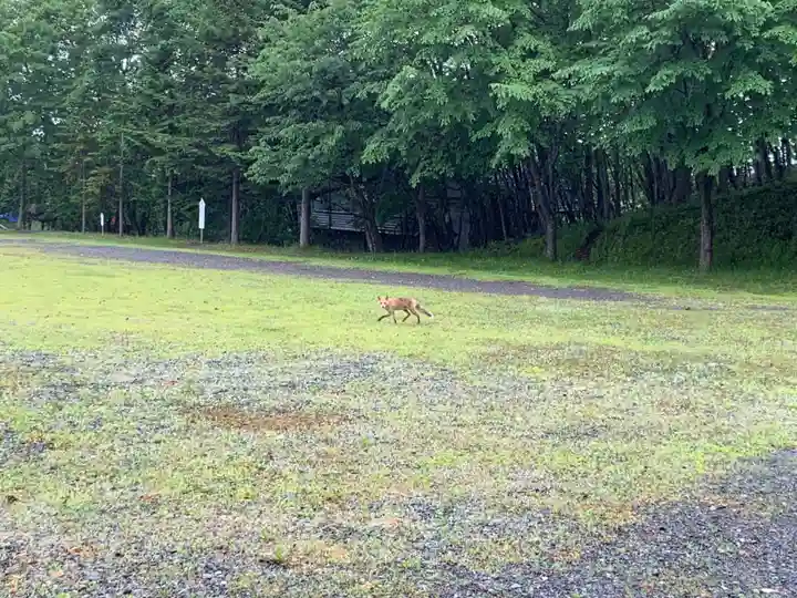 樽前山神社の動物