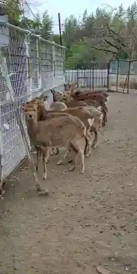 相州春日神社の動物