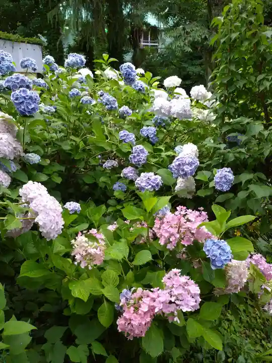 本郷氷川神社(東京都)