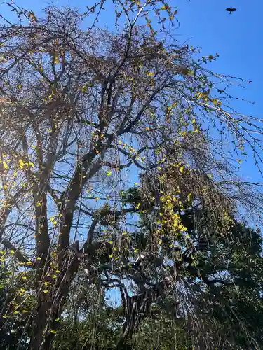 深大寺(東京都)