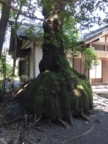伊雜宮（皇大神宮別宮）の自然