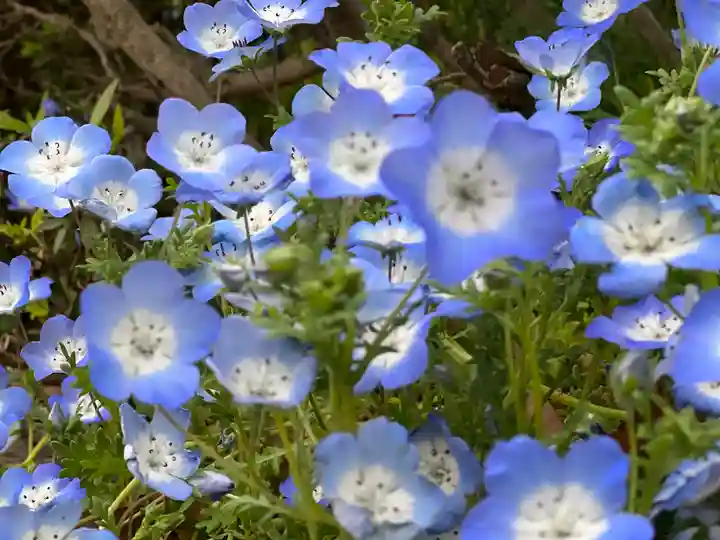 佐野原神社の自然