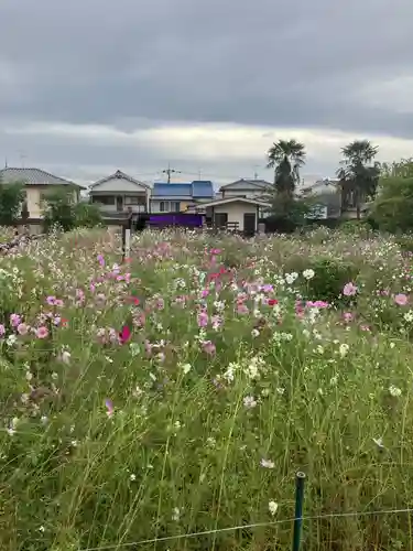 般若寺 ❁﻿コスモス寺❁(奈良県)