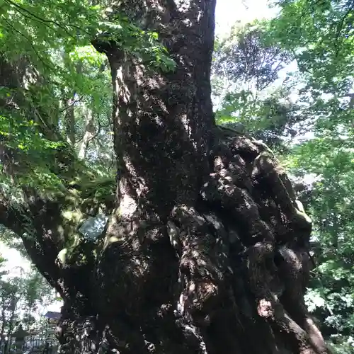 來宮神社の自然