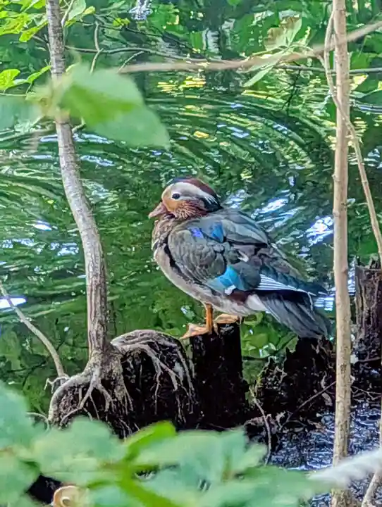 北海道神宮(北海道)