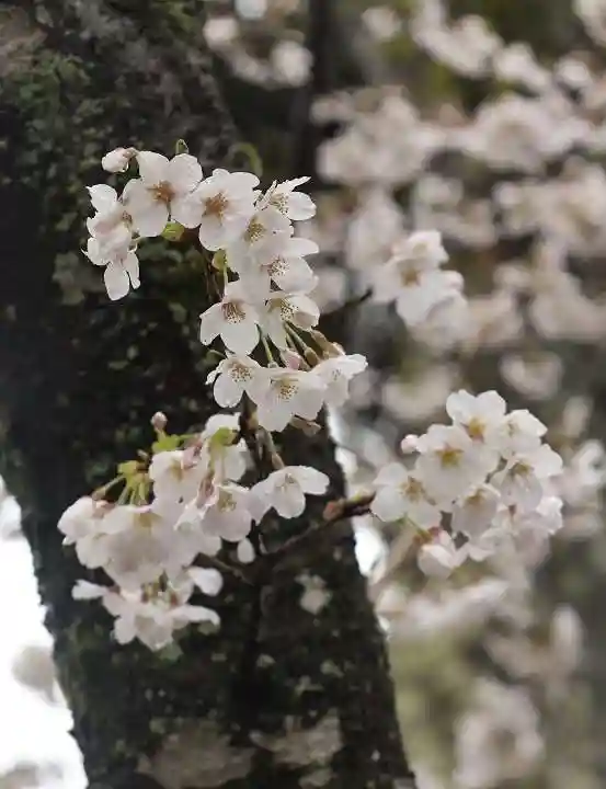 大原野神社の自然