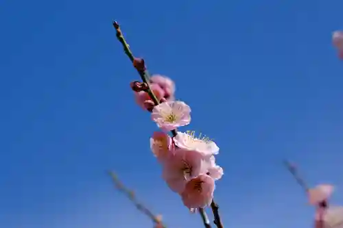 多治速比売神社の自然